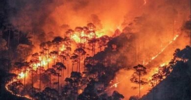 उत्तराखंड में बढ़ी वनाग्नि की घटनाएं, फायर सीजन में अब तक 73 मामले दर्ज