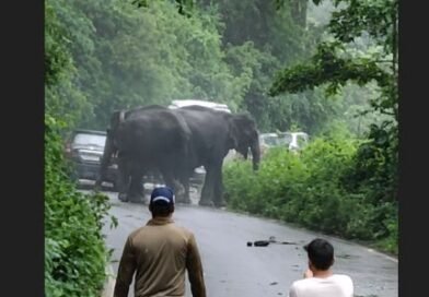कोटद्वार हाईवे पर हाथियों का आतंक, तीन वाहन क्षतिग्रस्त; सड़क पर लगा लंबा जाम