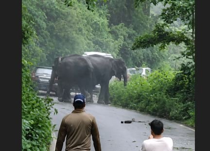 कोटद्वार हाईवे पर हाथियों का आतंक, तीन वाहन क्षतिग्रस्त; सड़क पर लगा लंबा जाम